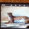 ©RCF Jura - Un des quatre lynx accueilli au centre Athenas