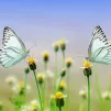 Image Pixabay Nature et papillons