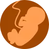 Foetus