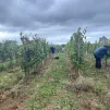 Mardi 20 septembre 2023, une dizaine de vendangeurs récoltaient le raisin sur le vignoble de Rhuys, à Sarzeau. (©SD/RCF Sud Bretagne (Vannes))