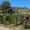 Les vignes du Clos Vitis de Saint-Lager
