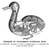  Le canard artificiel de Vaucanson (1738) - ® Wikimedia Commons
