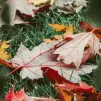 image d'illustration (feuilles d'automne) - © Nong via Unsplash