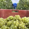 Vendanges 2023 à Saudoy - @ Christopher Fausten