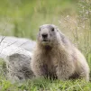 Unsplash - En 2022, 1 000 marmottes ont été tuées en France.