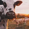 La Ferme des Bertrand, une exploitation qui évolue sous l'oeil des caméras depuis 50 ans - Unsplash