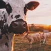 La Ferme des Bertrand, une exploitation qui évolue sous l'oeil des caméras depuis 50 ans - Unsplash