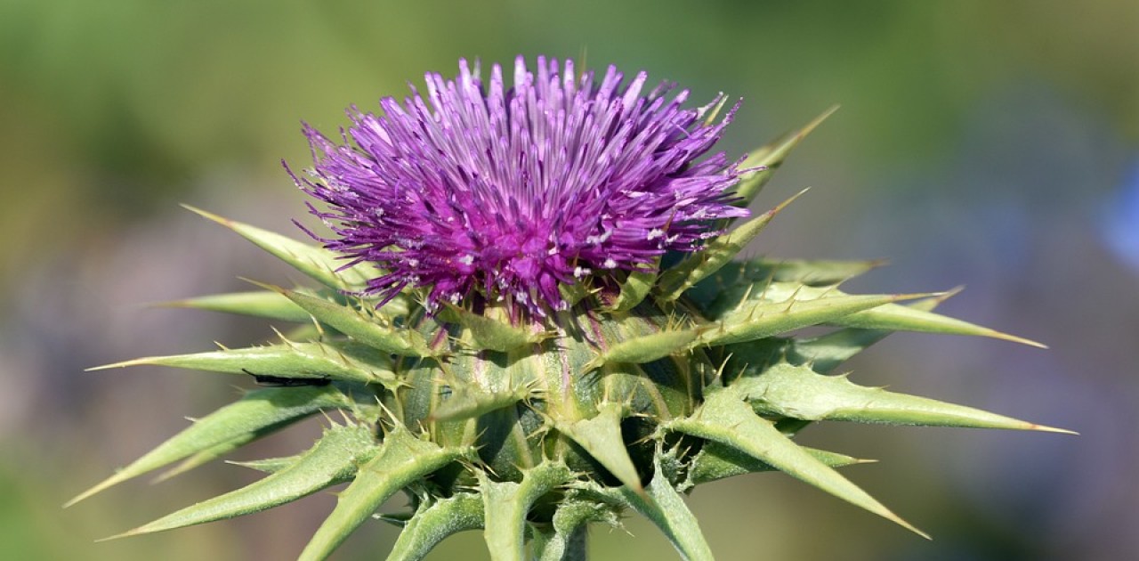 Le chardon marie une plante pour un monde toxique RCF Vaucluse