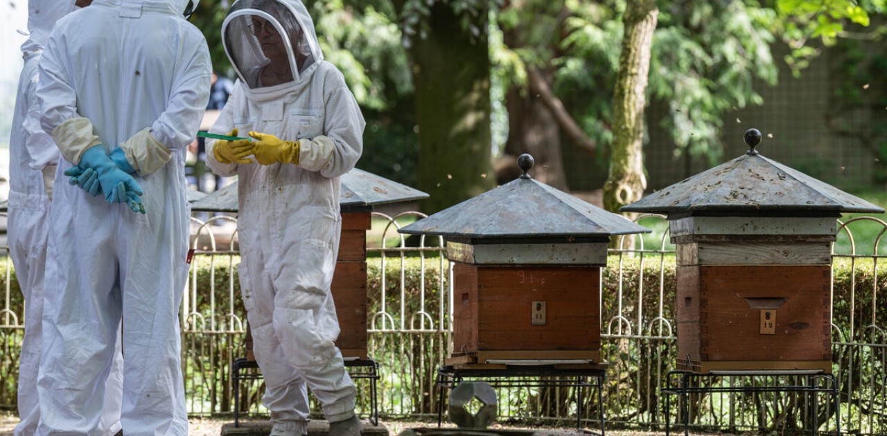 Miel des abeilles, la ruche, la société des abeilles - MIEL IN FRANCE