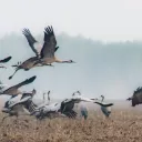 Vignette Invité local sur fond rouge de rubrique actualité avec en bas à droite le micro RCF et la mention Nièvre