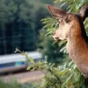 2020 - sncf.com - SNCF Réseau va investir plusieurs millions d'euros sur cinq ans pour diminuer le nombre de collisions entre les trains et la faune sauvage