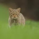 Vignette Invité local sur fond rouge de rubrique actualité avec en bas à droite le micro RCF et la mention Nièvre