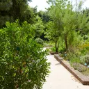 2020 Conservatoire botanique national de Bailleul, Jardin des plantes médicinales