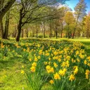 2021 - pixabay.com - Les jonquilles font partie des plantes printanières qui peuvent être signalées au Conservatoire botanique de Franche-Comté