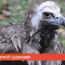 2020 L'Alsace/Darek Szuster - Un des vautours du Zoo de Mulhouse