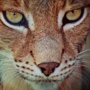 Pixabay / Cocoparisienne - Lynx