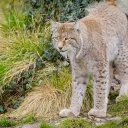 2021 - pixabay.com - Le centre Athenas offre 1000 euros à toute personne qui peut lui apporter des informations précises sur les tueurs de lynx