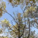 Dépérissement du chêne, Giada Connestari/ONF