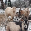 2021 DR - quelques unes des chèvres du troupeau avec un jeune chevreau