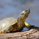 La tortue Cistude du Parc de la Brenne © Twitter.