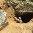 Bébés suricates au domaine de Pescheray