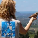 Faucon crécerellette (Falco naumanni) - LPO Hérault