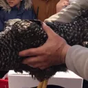 2018 Ecole Saint-Louis-Sainte-Thérèse - Une des poules résidente de l'école.