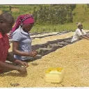 Titre Les échos du CCFD Terre Solidaire sur fond bleu de rubrique Économie et Société avec photos en bas à droite du titre présentant trois enfants africains en train de manger du riz dans leur gamelle avec les mains