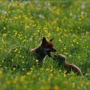 Vignette Invité local sur fond rouge de rubrique actualité avec en bas à droite le micro RCF et la mention Nièvre