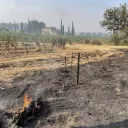 Des hectares de vignes brulées par l'incendie de la Plaine des Maures ©Terre de Vins