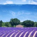 En vélo sur le plateau de Valensole 