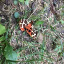 Papillon observé au sentier du Vallon du  Bel Air