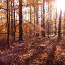 La forêt de Bercé en Automne