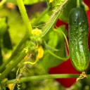 Des cornichons produits en Sarthe pour accompagner les rillettes ou votre raclette cet hiver © iStock