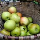 Parmi les 350 variétés de pommes dans le jardin de Bernard Coulon, on retrouve la très ancienne pomme d'api @RCF Orne