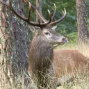 C'est la saison du brâme du cerf © Sarthe Tourisme