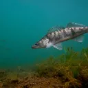 Sandre © Fédération de pêche de la Haute-Vienne L. Madelon