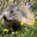 Stop à la chasse à la marmotte!