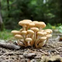 Pixabay - champignons Forêt Opienki 
