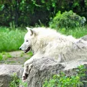 À la rencontre du loup blanc © Domaine de Pescheray