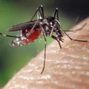 Wikimedia commons, Aedes (Stegomyia) albopictus