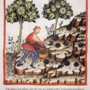 LA TRUFFE - Récolte de la truffe au XIVe siècle © Auteur inconnu - Wikimedia Common