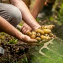 Comment devenir agriculteur bio en Sarthe ? © iStock