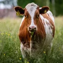 2022 - ©Pixabay - Les éleveurs du plateau ardéchois lancent la marque « Bœuf des prairies fleuries »