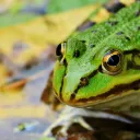 Une route départementale définitivement fermée à la circulations/ Les amphibiens sauvés en Bretagne 