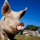 Tout est bon dans le cochon © iStock