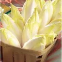 Endives