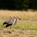 Pour leur migration prénuptiale, les cigognes blanches volent au-dessus de la Franche-Comté ©Jean-Claude Desprez - Février 2022