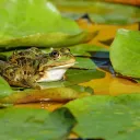 L'opération "Fréquence Grenouille" a pour but de sensibiliser le grand public à la préservation des zones humides ©pixabay.com - Février 2022