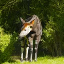 Des okapis arriveront au parc au printemps prochain.